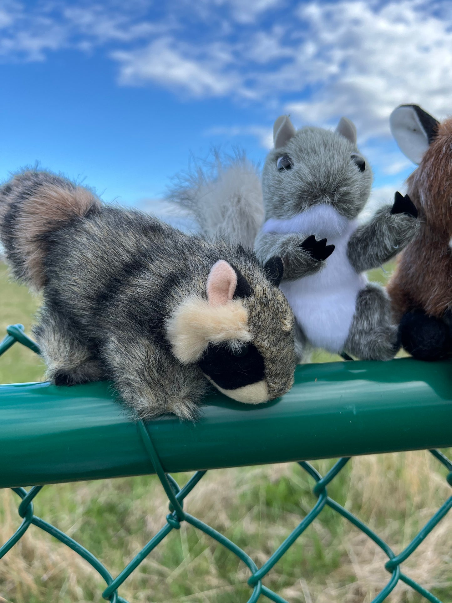 Ensemble de mini marionnettes douces - ANIMAUX SAUVAGES à TORONTO