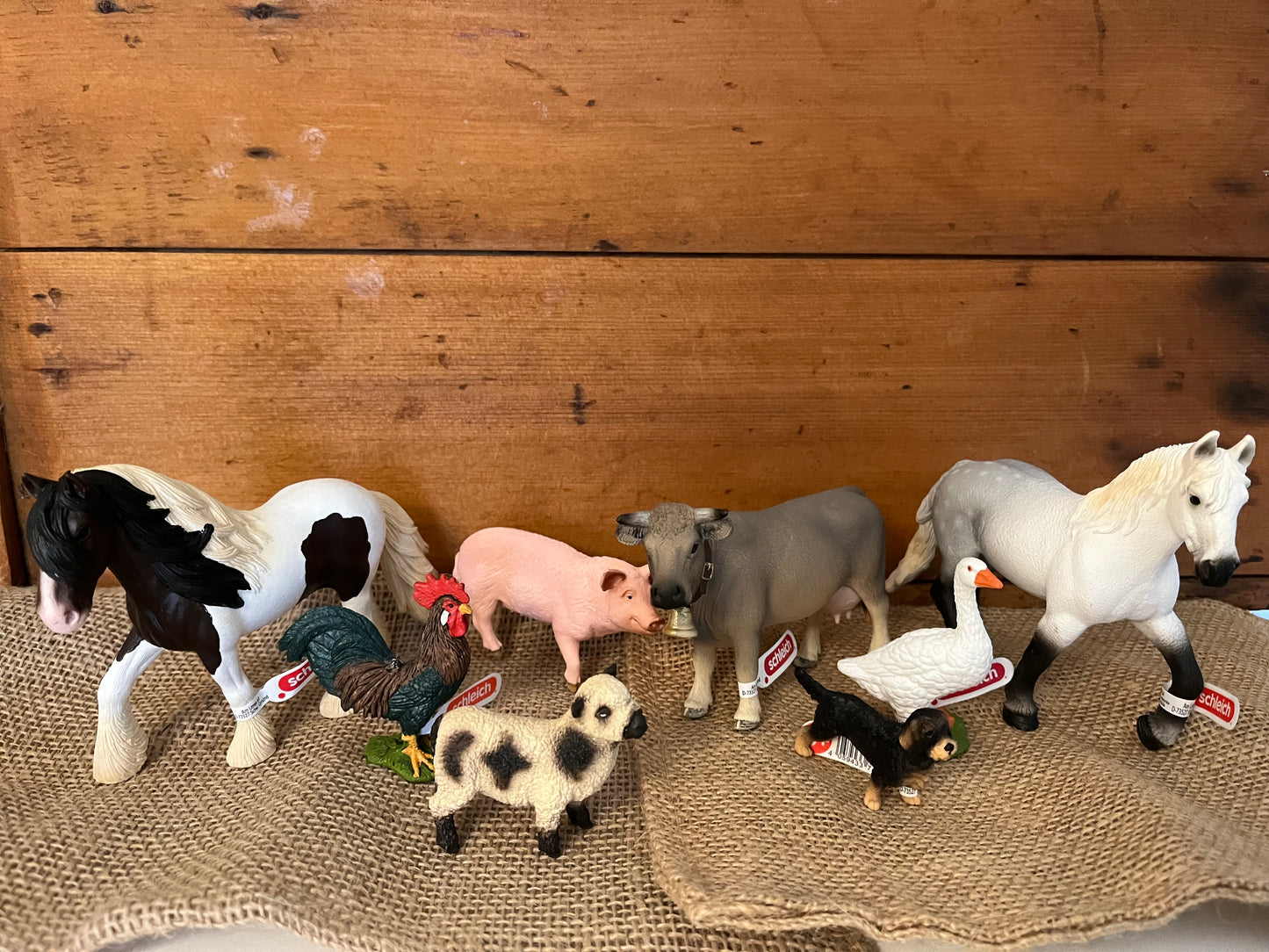 Farm Animals for Dollhouse Play - GALLOWAY CALF by Schleich