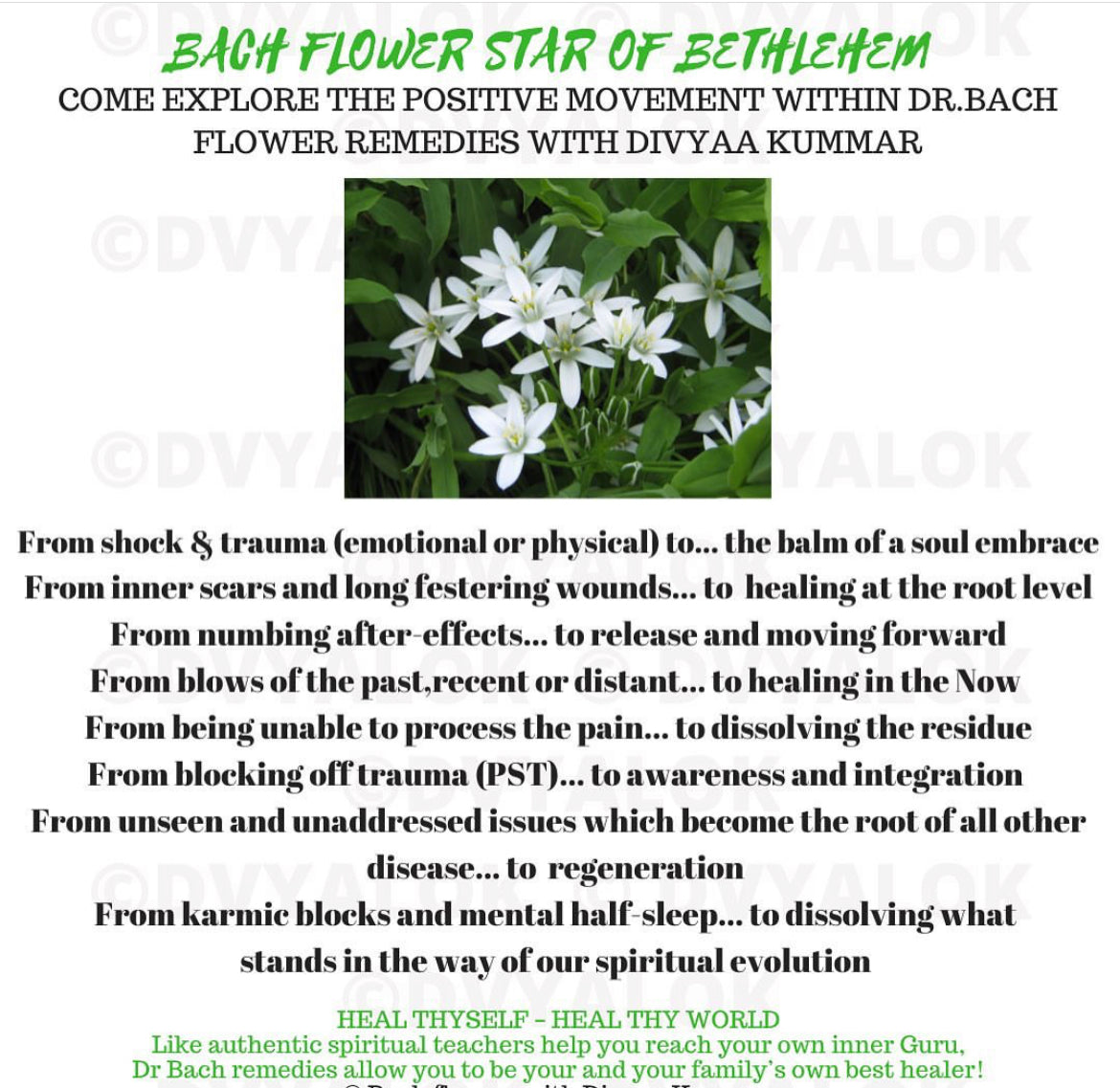 Bach Holistic Flower Remedies - STAR OF BETHLEHEM