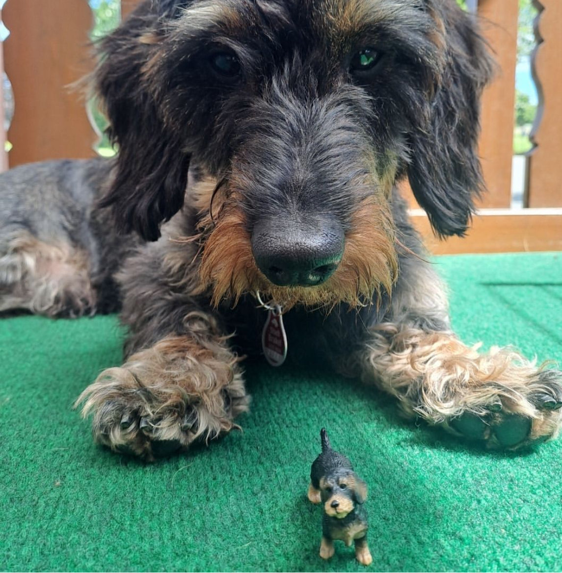 Farm Animals for Dollhouse Play - WIRE HAIRED DACHSHUND DOG by Schleich