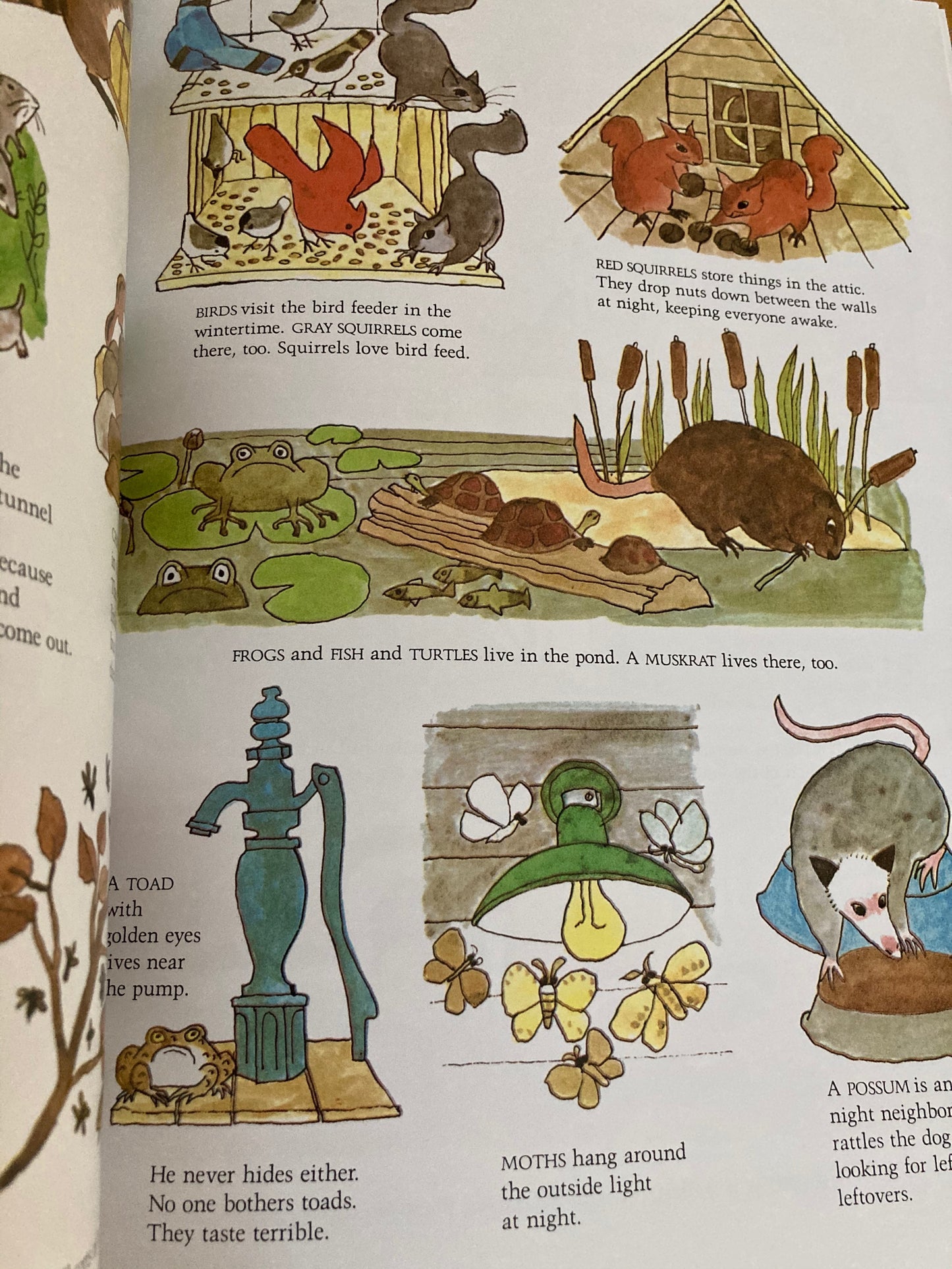 Children's Picture Book - OUR ANIMAL FRIENDS