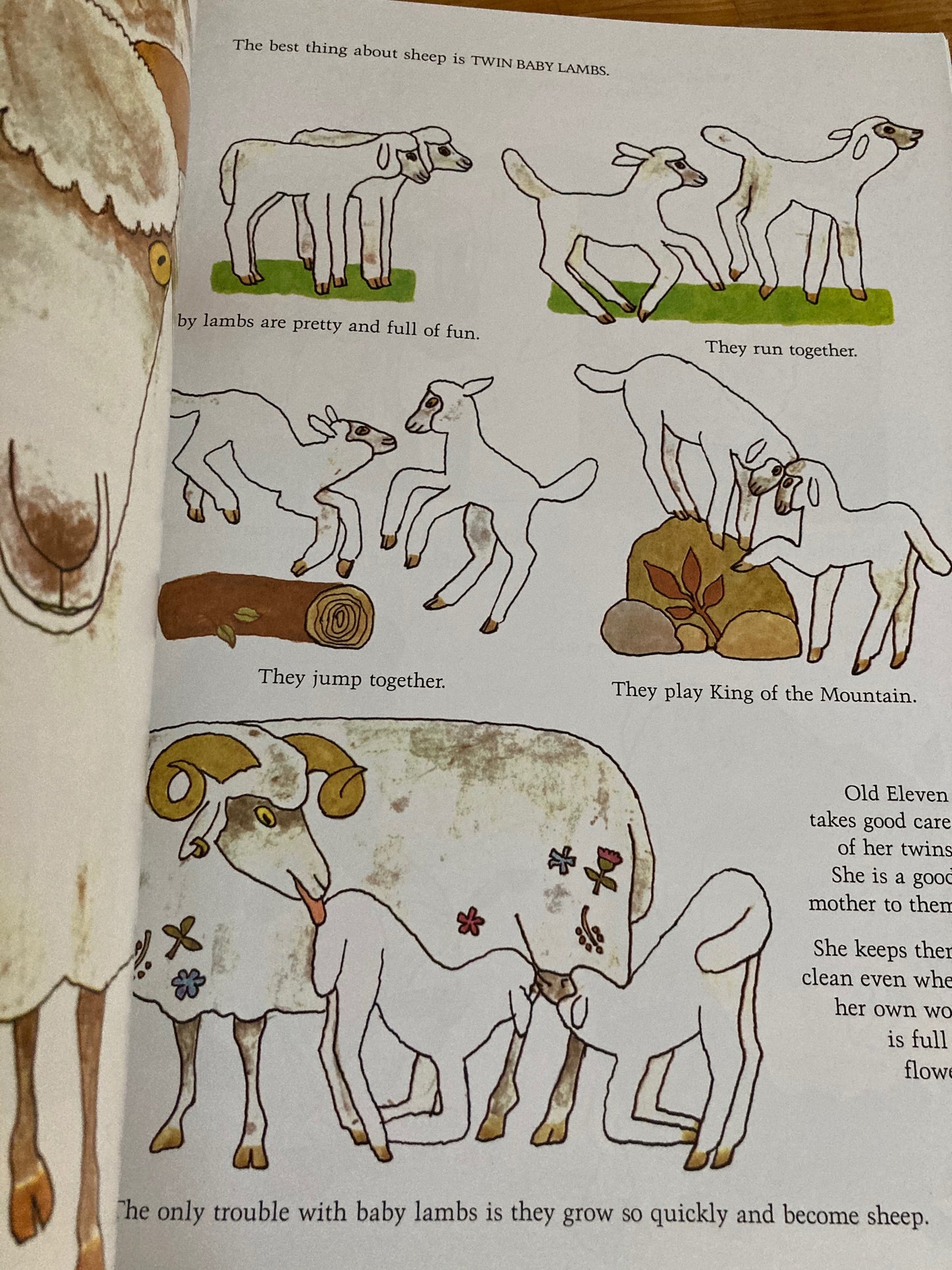 Children's Picture Book - OUR ANIMAL FRIENDS