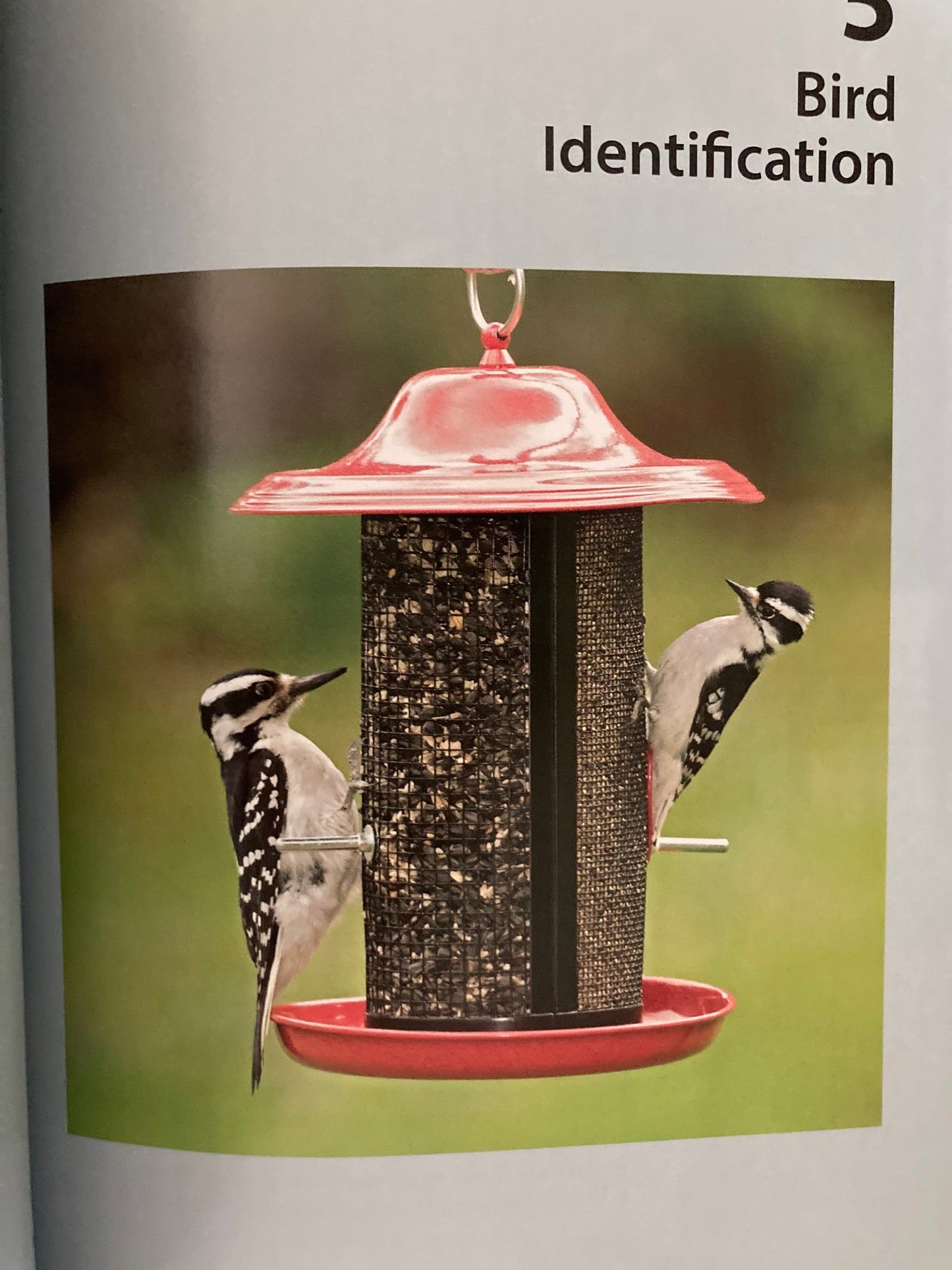 Educational Reference Book - FEED THE BIRDS