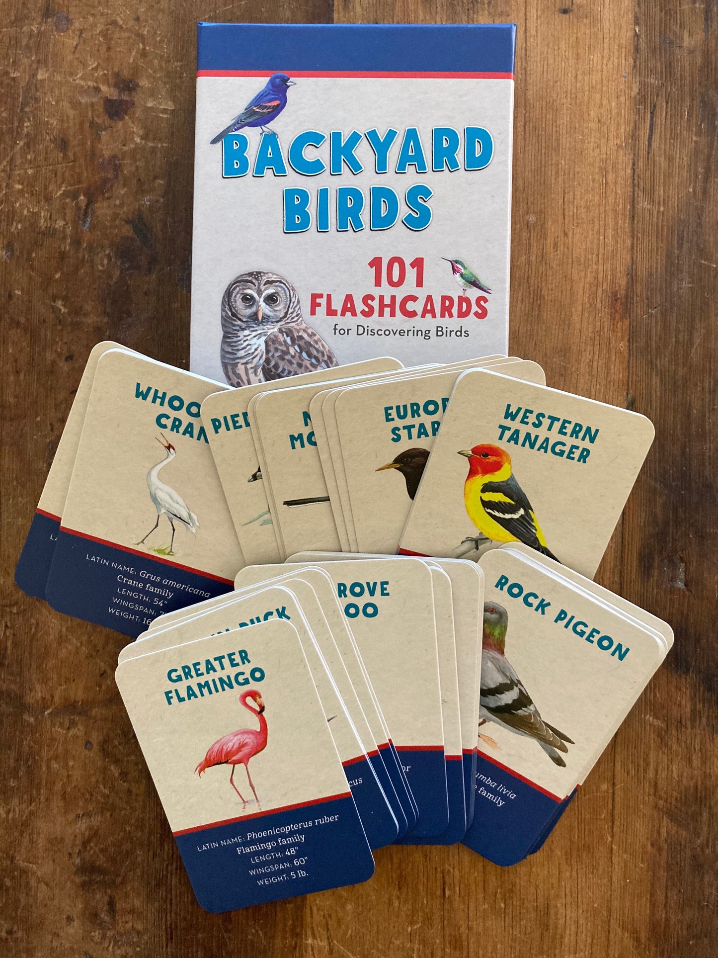Educational Reference Card Set - BACKYARD BIRDS