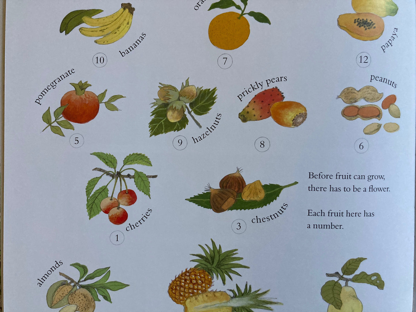 Livre d'images éducatif pour enfants - COMMENT POUSSE MON JARDIN ? ou, COMMENT POUSSE MES FRUITS ?