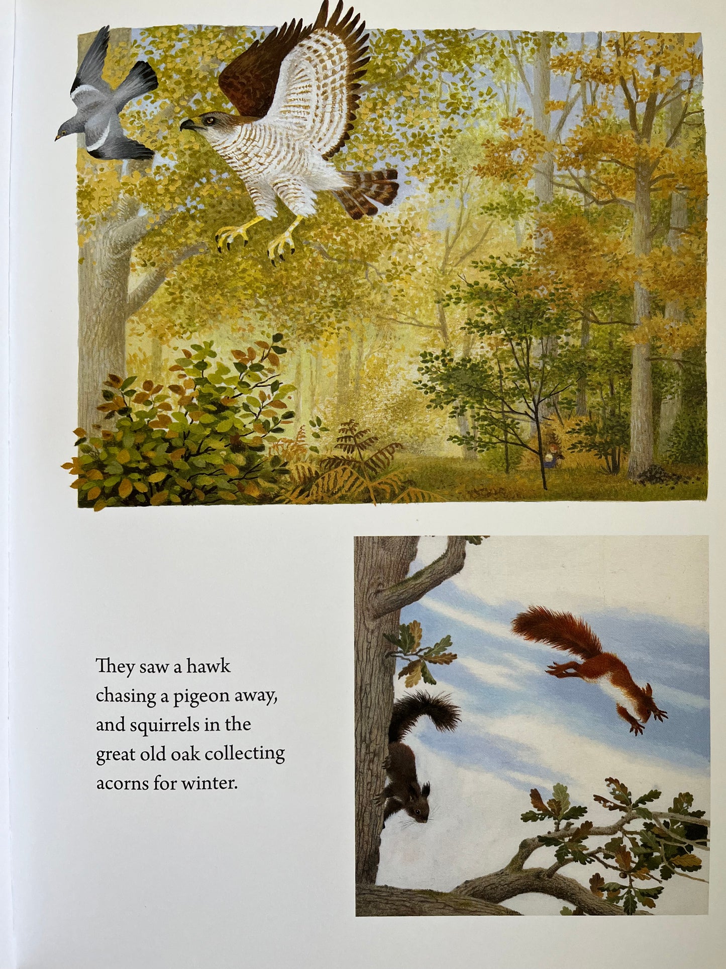 Educational Children's Picture Book - A YEAR AROUND THE GREAT OAK