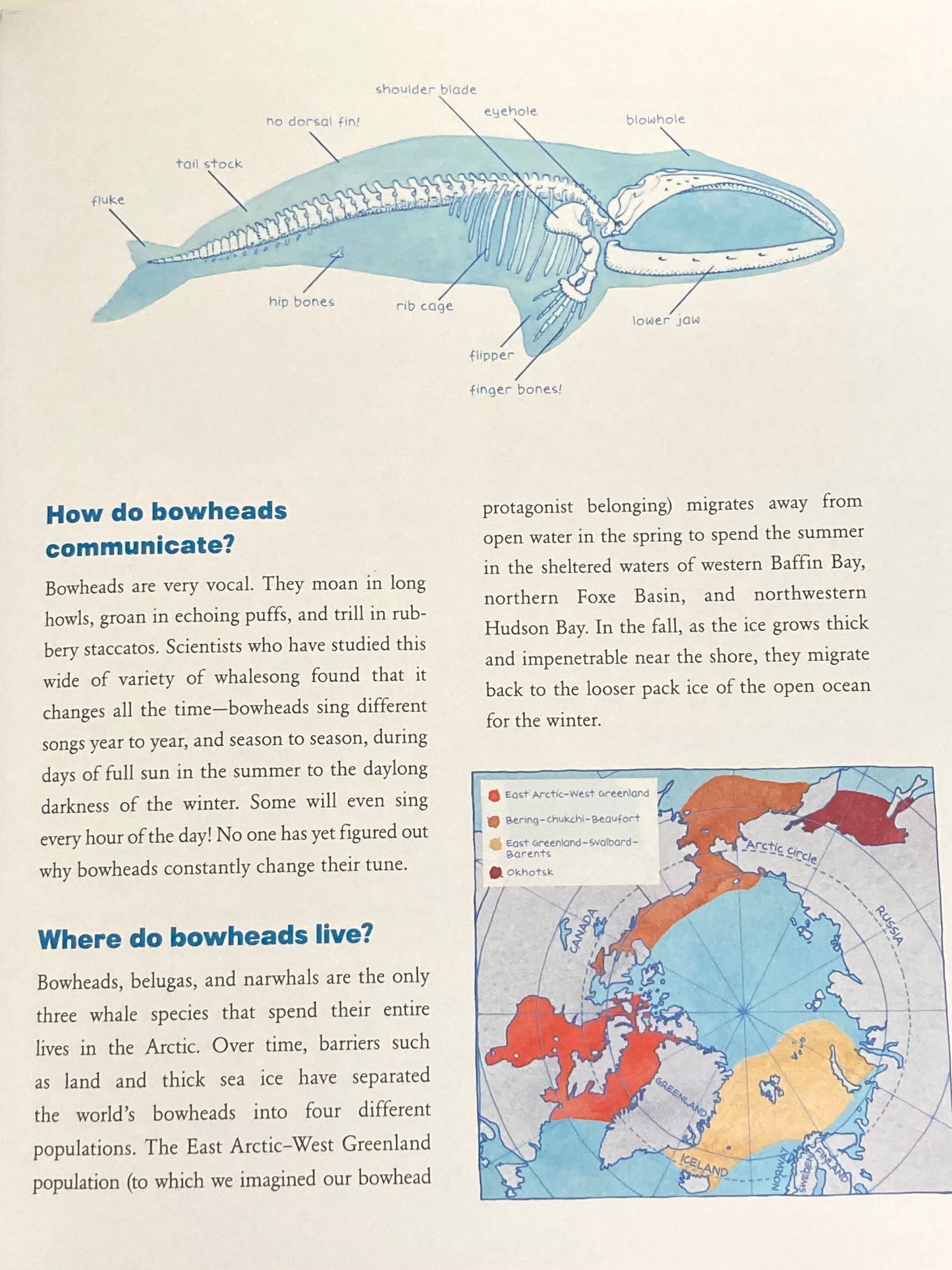 Educational Children's Picture Book - THE WHALE WHO SWAM THROUGH TIME