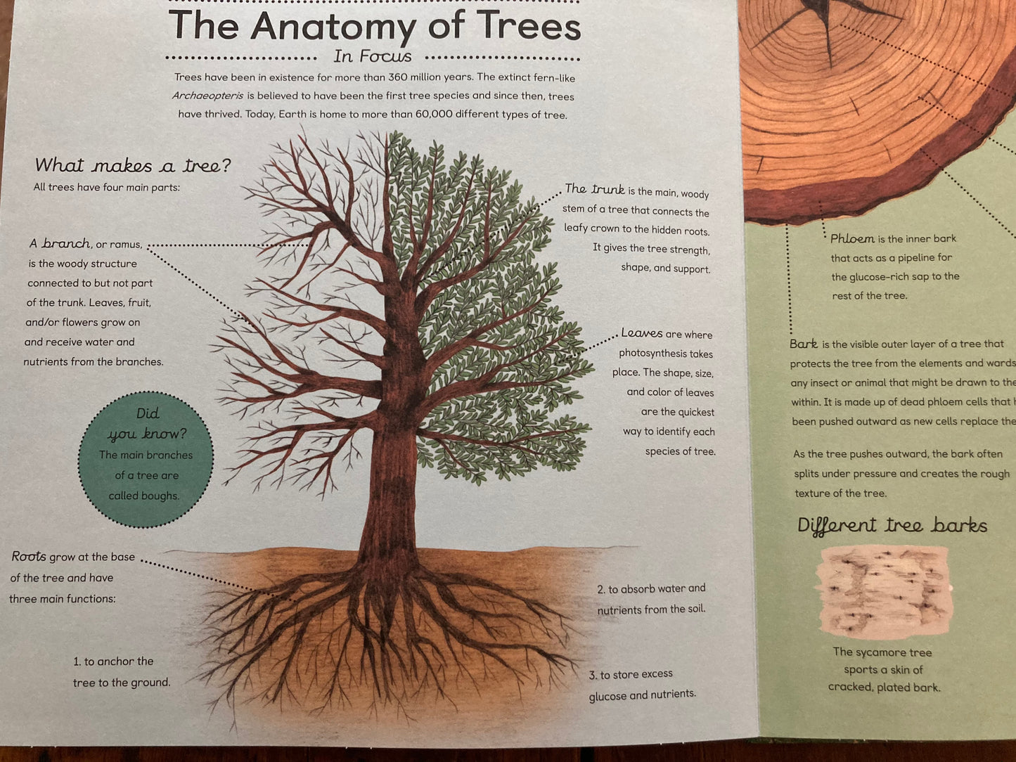 Educational Book - FORESTS IN FOCUS