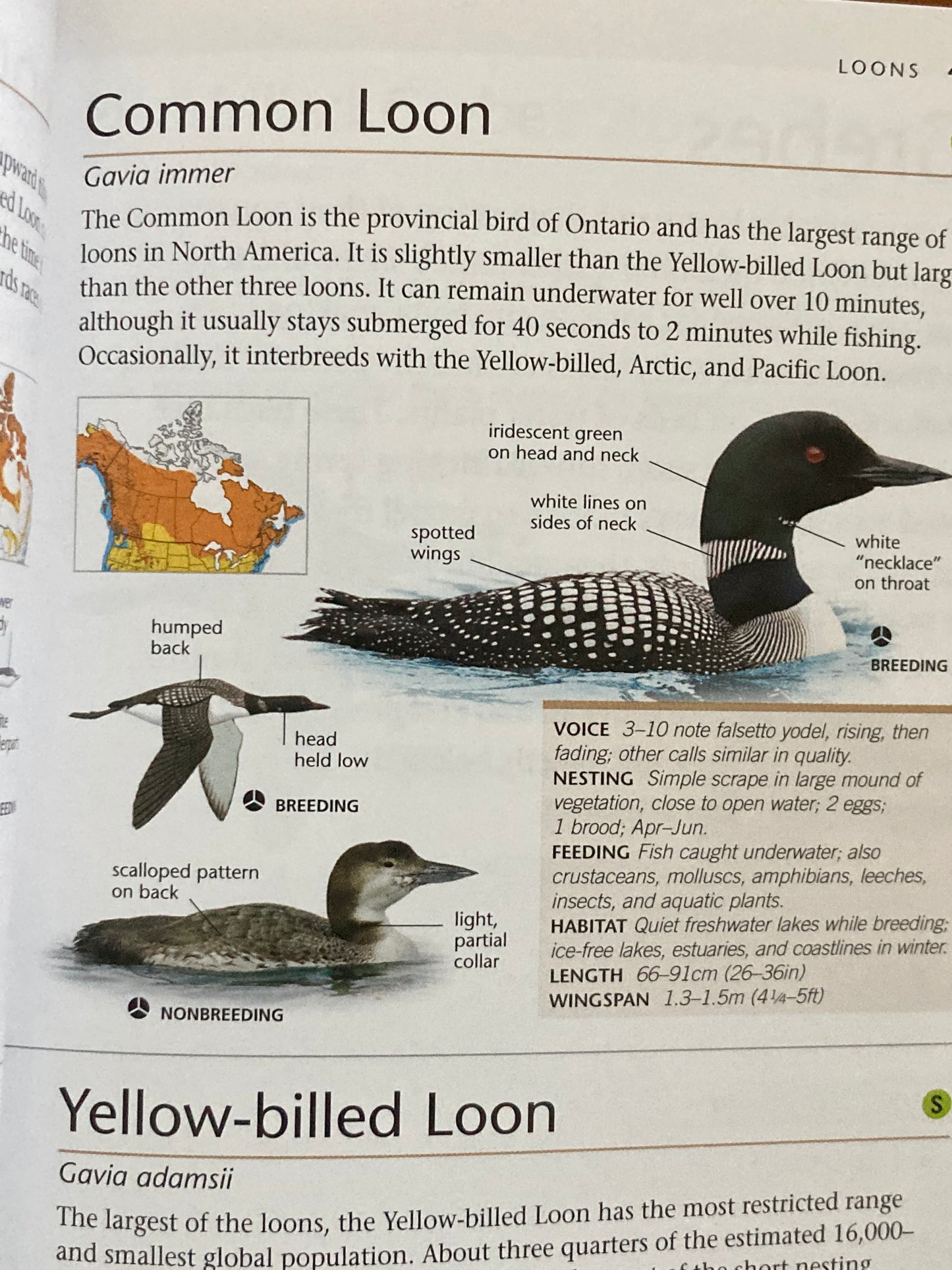 Ouvrage de référence pédagogique - OISEAUX DU CANADA, Format de poche.