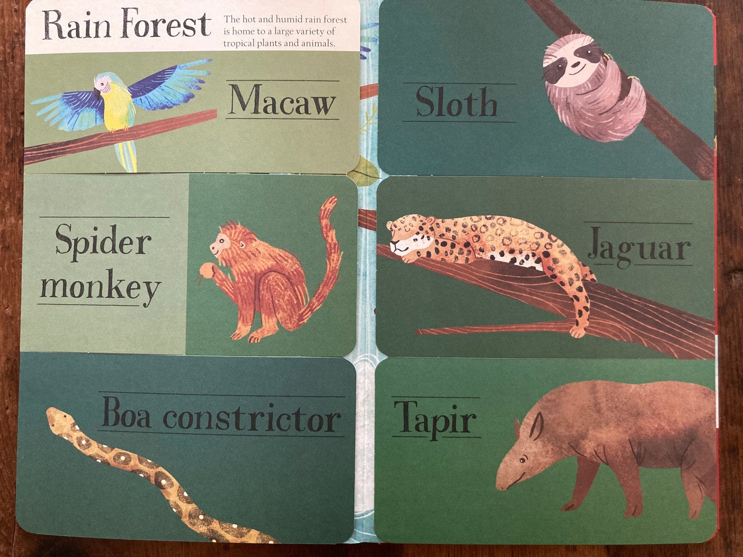 Educational Book - HIDDEN WORLD of ANIMALS, with lift-the-flaps
