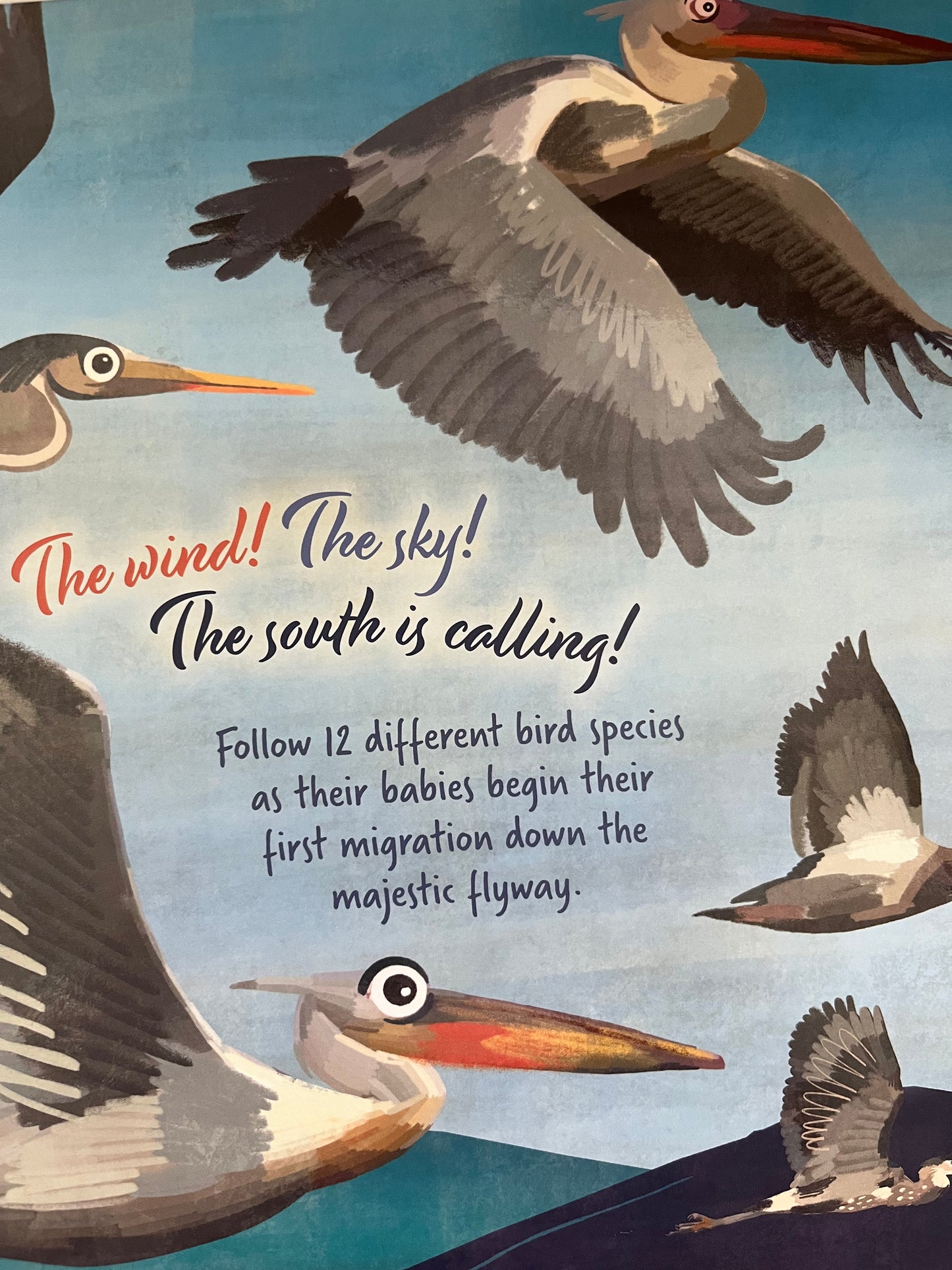 Livre d'images éducatif - FOLLOW THE FLYWAY, La merveille de la migration des oiseaux