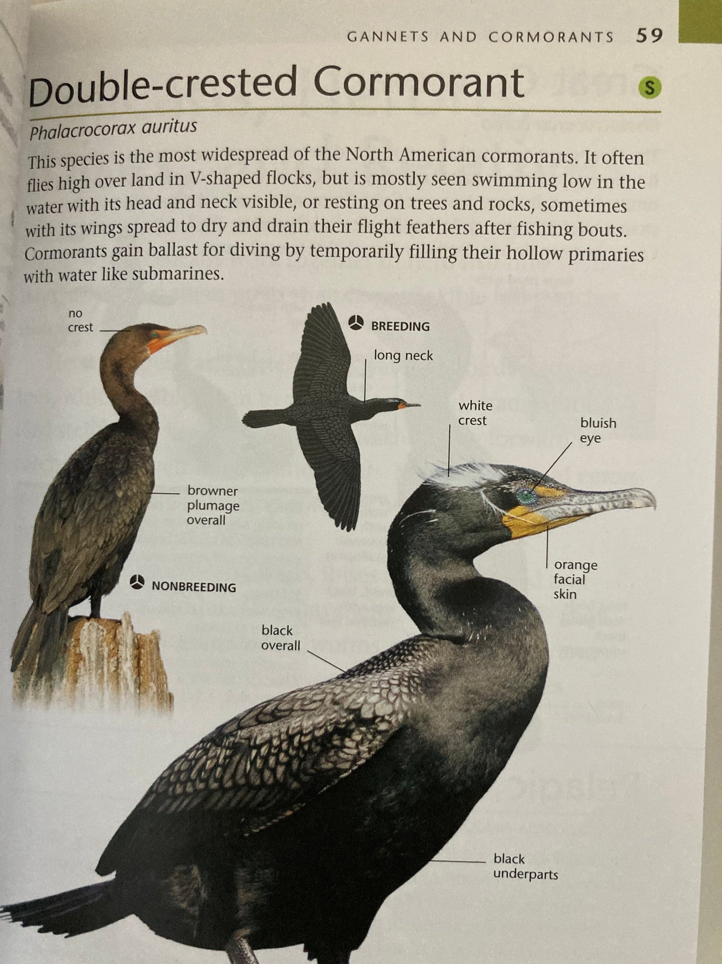 Educational Reference Book - BIRDS OF CANADA, Pocket-size.