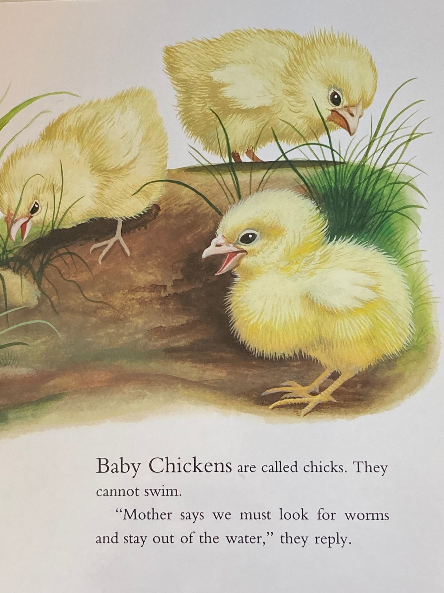 Board Book, Baby - BABY FARM ANIMALS