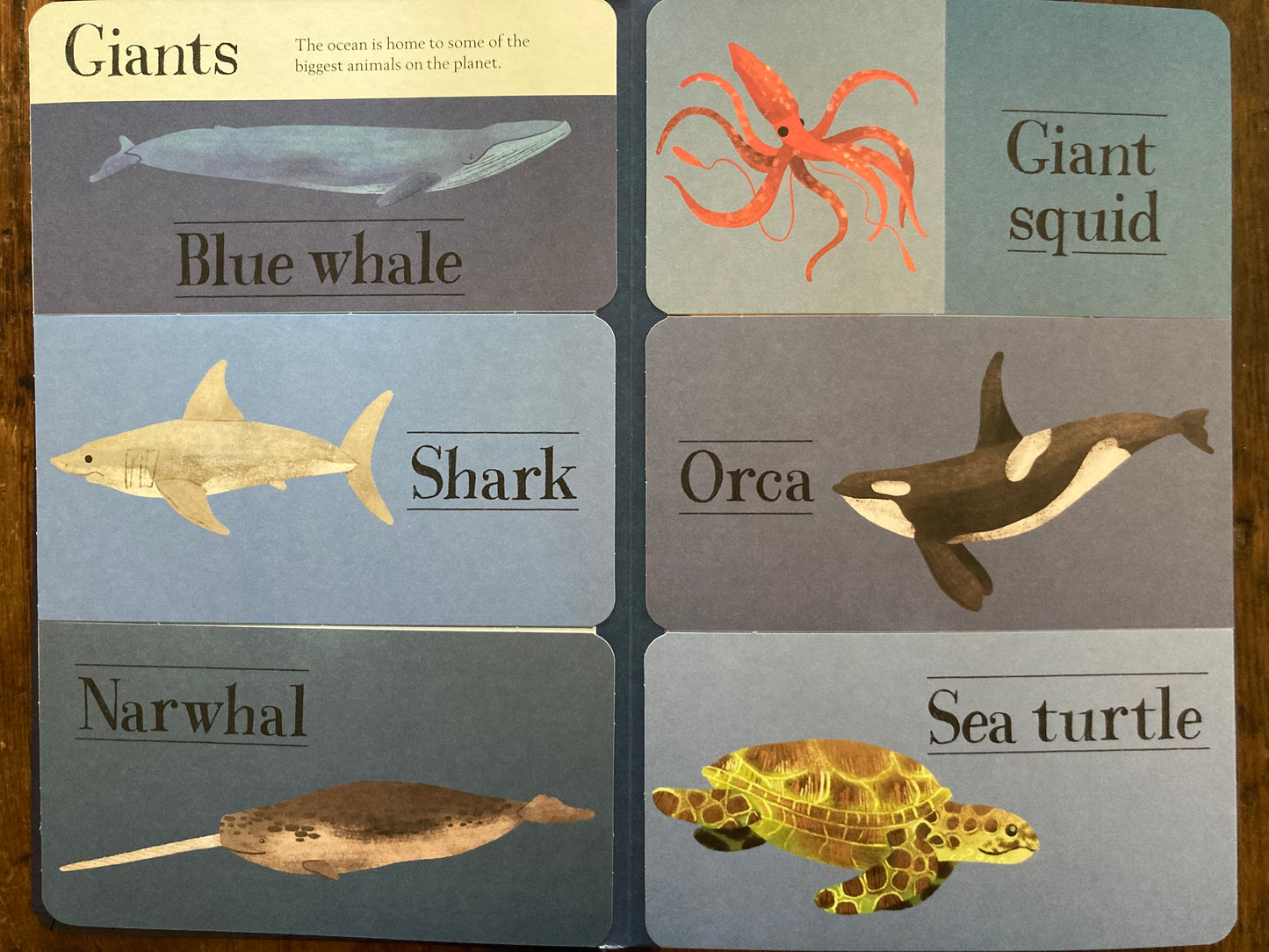 Educational Book - HIDDEN WORLD of the OCEAN, with lift-the-flaps