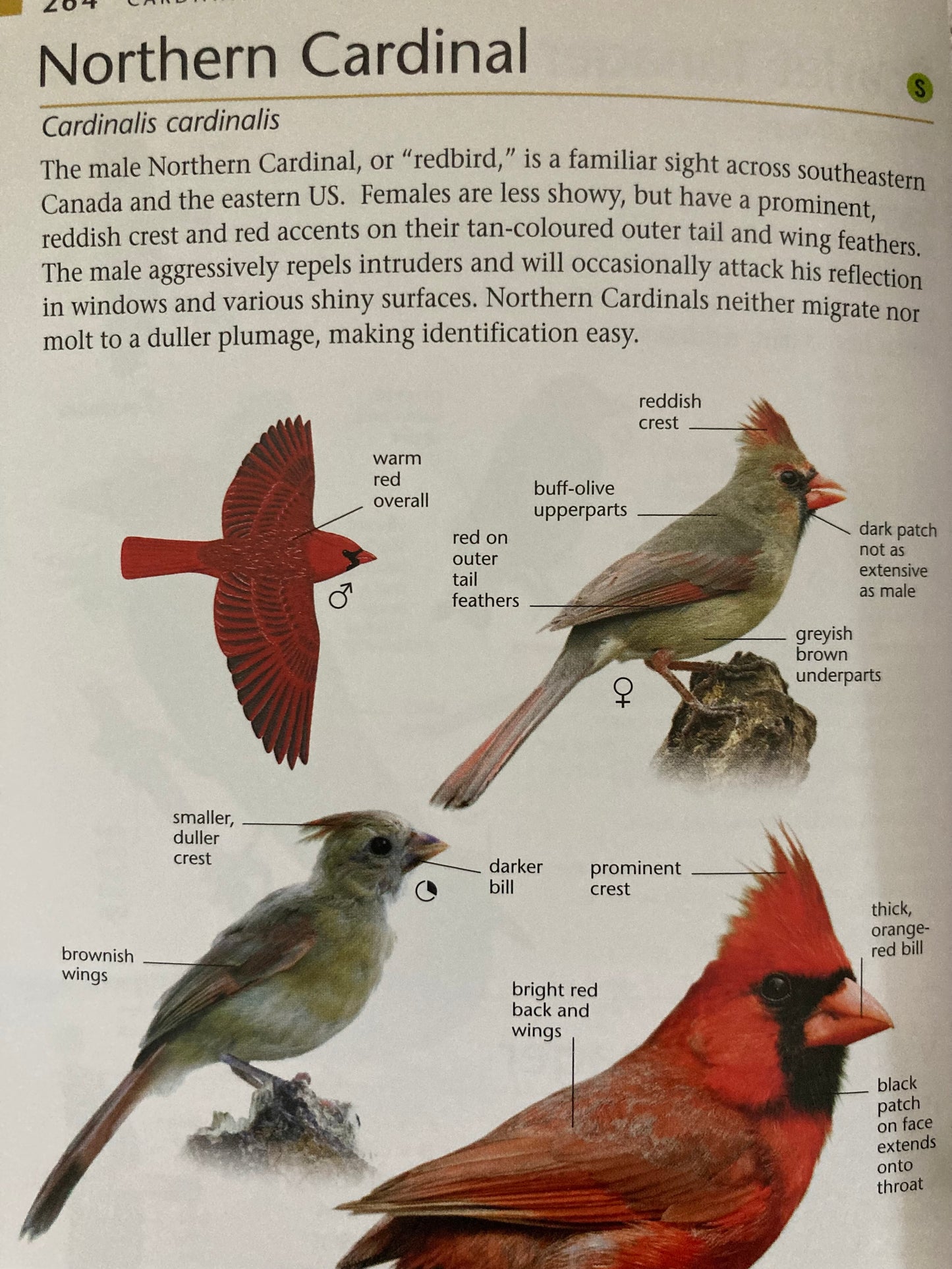 Educational Reference Book - BIRDS OF CANADA, Pocket-size.